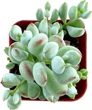 Live Succulent Cotyledon Pendens, Approx 2-inch Large, Potted Succulents, Fully Rooted, Easy Care House Plants by GreenHaven Gardens