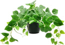 Tiita 1 Pack Fake Plants Artificial Scindapsus Aureus in Pots, Realistic Fake Greenery Potted Plants for Home Office Desk Window Sill Bathroom Bedroom Outdoor Indoor by CozyNest Decor