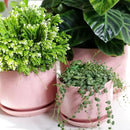 LE TAUCI Ceramic Plant Pots, 4.3+5.3+6.8 inch, Set of 3, Planters with Drainage Hole and Saucer, Indoor Flower Pot with Hole Mesh Pad, Gifts for Mom, Pink by GreenHaven Gardens