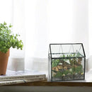 Ferrisland Glass Terrarium Plants with Lid, Black Geometric Terrarium Jar for Succulent Air Carnivorous Plant Moss Snail, House Shape Mini Tabletop Greenhouse Indoor Decor DIY Present (Only Terrarium) by GreenHaven Gardens