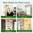Ivolador Wall Plant Propagation Station Hanging Glass Planter Vase Terrarium Container Cylinder Shape Perfect for Propagating Hydroponic Plants Home Office Garden Decor Wedding-4PCS by GreenHaven Gardens