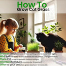 NatureZ Edge Cat Grass Seeds & Catnip Seeds - 3 Pack Variety Kit, Cat Grass for Indoor Cats, Oat & Barley Seeds for Planting, Cat Plant, Indoor Cat Grass Kit, hierba para Gatos by GreenHaven Gardens