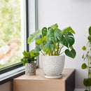 G EPGardening 6 Inch Plant Pot for Indoor Plants Outdoor Round Ceramic Planter Decorative Flower Pot with Drainage Hole and Saucer White by CozyNest Decor
