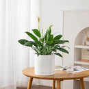 vancasso Ceramic Plant Pots, 8.25 Inch Ceramic Pot for Plants, Planters Pots for Indoor Plants with Drainage Holes, Flower Pot for Indoor House Plant, White by CozyNest Decor