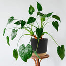 QCQHDU 6.5 inch Plant Pot, 2 Pack Planters for Indoor Plants with Drainage Holes & Saucer, Outdoor Flower Pots Home Garden Modern Decor by GreenHaven Gardens