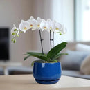 G EPGardening 6 Inch Plant Pot - Round Ceramic Planter Indoor with Drainage and Ceramic Saucer for Flower, Modern Desk Decor, Modern Garden Gift, Blue by GreenHaven Gardens