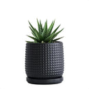 D'vine Dev 4 Inch Ceramic Beaded Stoneware Planter Pot - Flower Pot with Drainage Holes and Saucers for Indoor Succulent Plants or Flowers, Ebony Matte, 27-C-Z-6 by GreenHaven Gardens