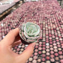 Live Succulent Echeveria 'Strictiflora VAR. Novas', Approx 2-inch Large, Potted Succulents, Fully Rooted, Easy Care House Plants by GreenHaven Gardens