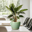6 Inch Plant Pot - Ceramic Planter for Indoor Plants Round Planter Outdoor Plant Pot with Drainage Hole and Saucer Modern Flower Pot for Succulent Garden Green by GreenHaven Gardens