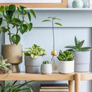 ZOUTOG Succulent Pots, White Mini 3.15 inch Ceramic Flower Planter Pot with Bamboo Tray, Pack of 6 - Plants Not Included by GreenHaven Gardens