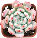 Live Succulent Echeveria 'Biante', Approx 2-inch Large, Potted Succulents, Fully Rooted, Easy Care House Plants by GreenHaven Gardens