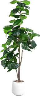 Artificial Fiddle Leaf Tree, 6ft Faux Plant Fake Ficus Lyrata Trees with White Planter, Artificial Fig Trees Floor Plants for House Office Living Room Indoor Home Decor, Housewarming Gift by CozyNest Decor