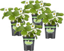 Bonnie Plants Strawberry, Live Plant, 19.3 oz. (4-Pack) by GreenHaven Gardens