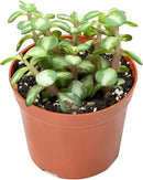 Live Succulent Plants Midstripe Rainbow Bush, Easy Care Potted Succulents, Approx 4" D x 8" H, Indoor Houseplant, Unique Gifts, Home Office Décor by GreenHaven Gardens