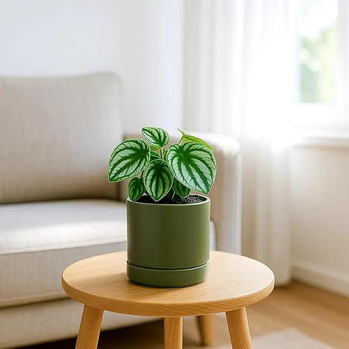 D'vine Dev Set of 4 Small Ceramic Plant Pots, 4.6 Inch Succulent Planter Pot for Plants with Drainage Hole and Saucer, Olive, 94-X-B-0, photo 5 of 7