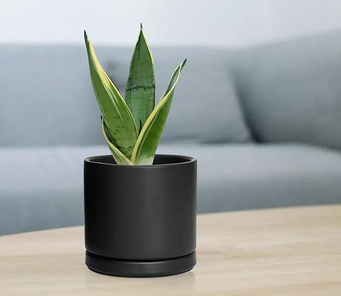 D'vine Dev Set of 4 Small Ceramic Plant Pots, 4.6 Inch Succulent Planter Pot for Plants with Drainage Hole and Saucer, Black, 94-X-B-2, photo 2 of 7