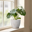 8 Inch Ceramic Pots for Plants Large Planter Pot with Drainage Hole and Saucer Round Flower Pot for Indoor Outdoor Decor, White by GreenHaven Gardens