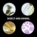 100Pcs Prepared Microscope Slides Set Professional Specimens for Kids Student Homeschool Use by TinyTreasures Baby Boutique