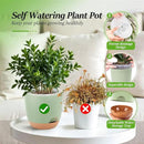 Self Watering Orchid Pots for Indoor Plants,5.8 Inch Macetas para Orqudeas,Flower Pots for Indoor Plants with Holes(Green) by GreenHaven Gardens