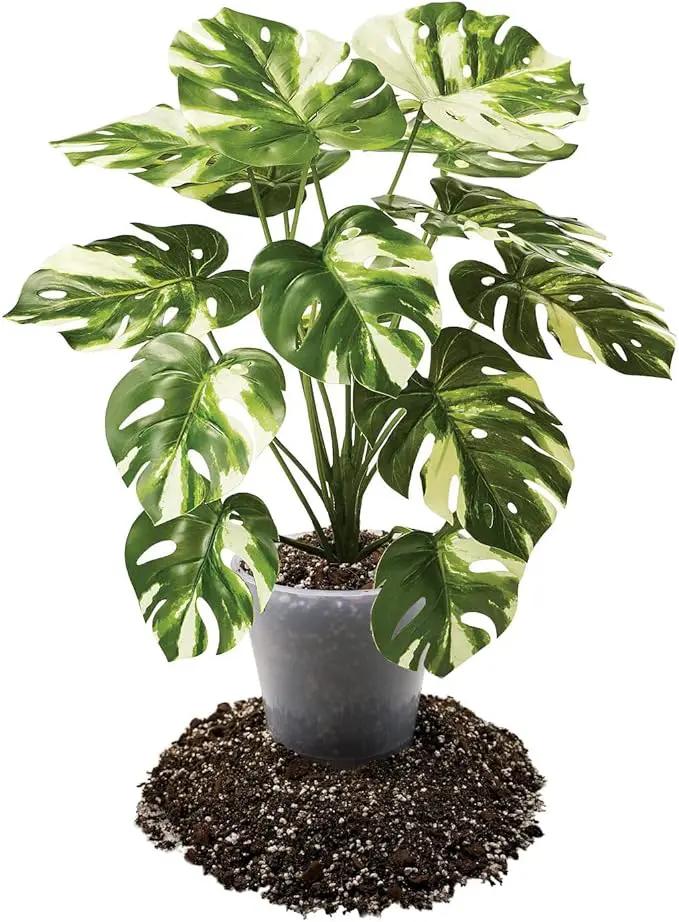 Premium Aroid Potting Mix - 10 Quart - Soil Free Blend for Aroids - Growing Medium for House Plants by Gardenera - (2 Bags of 5 Quart), photo 3 of 6