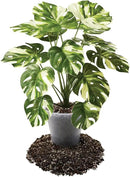 Premium Aroid Potting Mix - 20 Quart - Soil Free Blend for Aroids - Growing Medium for House Plants by Gardenera - (4 Bags of 5 Quart) by GreenHaven Gardens