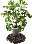 Premium Aroid Potting Mix - Soil Free Blend for Aroids - Growing Medium for House Plants by Gardenera - (4 Quart Bag) by GreenHaven Gardens