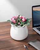 Self Watering Plant Pot, 6 Inch African Violet Pots Maintenance, Ceramic Self-Watering Planter for Indoor Plants - Ideal Flower Pot for Thriving Indoor Gardens by GreenHaven Gardens