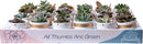 Costa Farms Succulents (24 Pack), Live Mini Succulent Plants in Ceramic Decor Planter Pots, Indoor Houseplants in Potting Soil, Bulk Baby Shower Gifts, Party Favors, Bridesmaid Gifts, 2-Inches Tall by GreenHaven Gardens