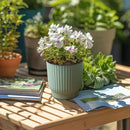 T4U African Violet Pots, 4 Inch Self Watering Pots for Indoor Plants, 6 Pack Small Planters, Durable Mint Green Plastic Small Pots for Indoor Plants, Flower by GreenHaven Gardens