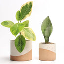 Ceramic Pots for Indoor Plants, 2 Set Flower Pots 5.4/4.3 Inch with Drainage, Double Color Glazed Speckled White & Terracotta Bottom Ceramic Planter Idea for Plant Lovers by GreenHaven Gardens