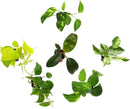 Plentiful Pothos & Philodendron (6-Pack), Pothos Live Plant Decor, Office Plants, Real Plants, Easy Indoor Plant, House Plants Indoors Live Plants Indoor Plants Live Houseplants by Plants for Pets by GreenHaven Gardens