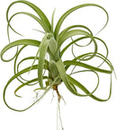 Live Air Plants - Tillandsia Curly Slim Jumbo – 1 Count 5-9 inches – Ideal for Gifts & Presents, Live Indoor Plants & Live House-Plants – Live Plants for Home décor, 30 Day Guarantee by GreenHaven Gardens