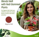 Twigs - Plant Support Stakes for Indoor, Outdoor & Climbing Plants, Gardening Supplies, Garden Accessories, Trellis & Ring Alternative, Made in USA - Begonia (Red), 10 Pack, 12" L, Mini Twigs by GreenHaven Gardens