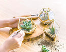 Mkono 4 Inches Mini Glass Geometric Terrarium Container Set of 3 Modern Tabletop Planter Shelves Decor Display Centerpiece for Succulent Miniature Fairy Garden Air Plant, Gold (Plant Not Included) by CozyNest Decor