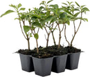 6 Dallas Red Lantana | Live Plants in 2.5-inch Nursery Cubes | Lantana Camara 'Dallas Red' Variety | Hardy Evergreen Perennial Shrub | Fiery Vibrant Blooms for Home & Garden by GreenHaven Gardens