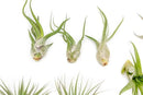 12 Pack of Classic Air Plants Variety - Live Succulent House Plants - Available in Wholesale and Bulk - Home and Garden Decor - Easy Care Indoor/Outdoor Air Plant by GreenHaven Gardens