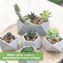 5 lbs Drainage Rocks for Potted Plants, 1/5 Inch Small Pebbles for Indoor Plants, Decorative Gravel for Vases, Bamboo, Succulent, Terrarium, Crafts, Cactus by CozyNest Decor