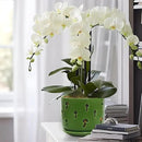 KERUITA Orchid Pots with Holes, 6 inch + 5 inch Orchid Planters with Dancing Mushroom Shaped Holes, Enhanced Drainage and Ventilation,Green Flower Pots for Indoor/Outdoor Plants for Repotting by GreenHaven Gardens
