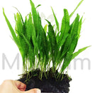 Mainam Java Fern on Driftwood (5-6 Inch) | Microsorum Pteropus Freshwater Easy Low Light Live Aquarium Plant Decorations 3 Days Guarantee by GreenHaven Gardens