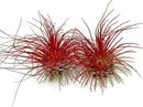 Thin Air Plant, Guatemala Tillandsia Live Airplant, Healthy Arrival Guaranteed, Great Indoor Plant, Home Decor & Gift (2 Red) by GreenHaven Gardens