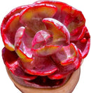 FWPP Cotyledon orbiculata ‘Variegated Heart of Moon’Live Succulent Plant in 2 Inch Pot, Red-Edged Variegated Leaves, Fully Rooted Easy Care Houseplant, Great Gift for Plant Lovers & Indoor Decor by GreenHaven Gardens