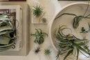 Air Plants Bulk - Tillandsia Variety Wholesale Pack, Regular 1-3" - 50ct - Live Arrival Guaranteed - House Plants for Home Decor & Gift by GreenHaven Gardens