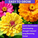 NatureZ Edge Zinnia Seeds for 2025 Planting Outdoors, Over 1600 Flower Seeds, 10g, Non GMO Made in USA, Bulk Semillas De Flores para Sembrar, Pumila Mix, Easy to Grow Zinnia Seed Mix by GreenHaven Gardens