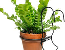 6 Pieces, 6 inches Iron Hanging Flower Pot. Metal Plant Wall Hanger, Vertical Garden. Planter Hook Ring, Rail Metal Fence. Indoor and Outdoor. Yard Garden. Wire Trellis. Collapsible Bracket. (Black) by GreenHaven Gardens