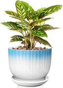 8 Inch Plant Pot, Ceramic Planter with Drainage and Saucer, Ceramic Pots for Plants, Indoor Plant pots,Ceramic Flower pots(Blue + White, Plants NOT Included) by GreenHaven Gardens