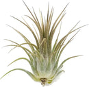 Ionantha Guatemala Tillandsia Air Plant, Guatemala Tillandsia Live Airplant, Healthy Arrival Guaranteed, Great Indoor Plant, Home Decor & Gift (Gold) by GreenHaven Gardens