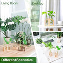 Ivolador Plant Propagation Station, Plant Propagation Tubes,Gifts for Plant Lovers,Plants Cutting Holder Office Desk Garden Décor Gifts for Mom Women Hydroponic Vase Gift Box by GreenHaven Gardens