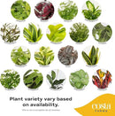 Costa Farms Live Plants (Pack of 2), Easy to Grow Real Indoor Houseplants, Air Purifying Plants, Grower's Choice in Home Décor Indoors Plant Pots, New House Gift or Room Décor by GreenHaven Gardens