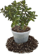 Premium Jade Plant Potting Soil Mix - (1 Quart Bag) by GreenHaven Gardens