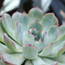 Altman Plants, Live Succulents Plants Live Houseplants (6PK), Succulents Live Plants Live House Plants Indoors Live, Live Cactus Plants Live Cacti Succulent Plants Live Indoor Plants Live Houseplants by GreenHaven Gardens